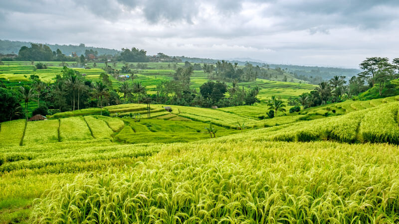 The green rice terraces of Jatiluwih