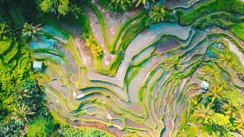 Aerial view of the iconic Tegalalang rice terraces, one of the 5 popular tourist attractions in Ubud