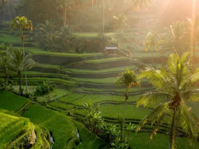 Ubud Travel Guide – Exploring Tegalalang Rice Terraces at Sunrise.