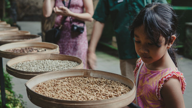 Young girl observing coffee beans at a Kopi Luwak farm in North Bali with tourists in background