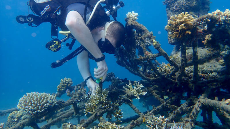 Scuba diver interacting with bio-rock coral structures in Pemuteran Bay