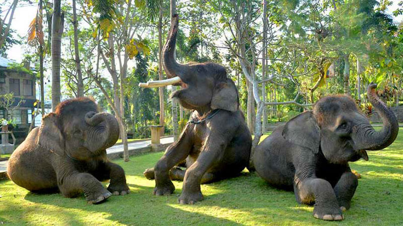 Elephants playing at Bali Elephant Park Bakas.