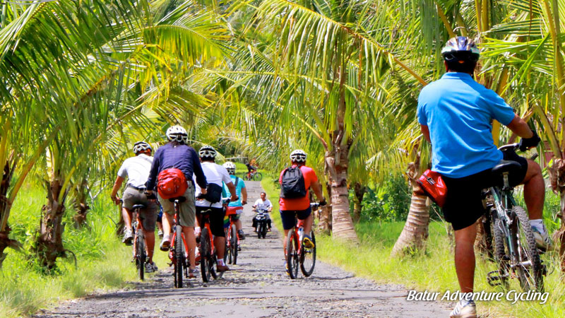 Group of cyclists navigating the serene palm-lined path on the Kintamani to Ubud tour with Batur Adventure Cycling