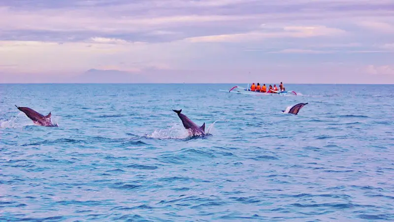 Dolphins leaping near tourist boat at dawn in Lovina Beach, Bali