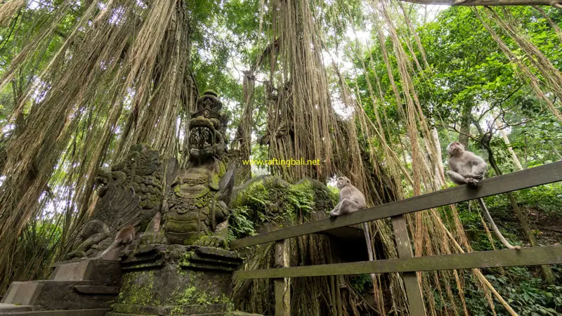 View of the forest and monkeys at the Ubud Monkey Forest