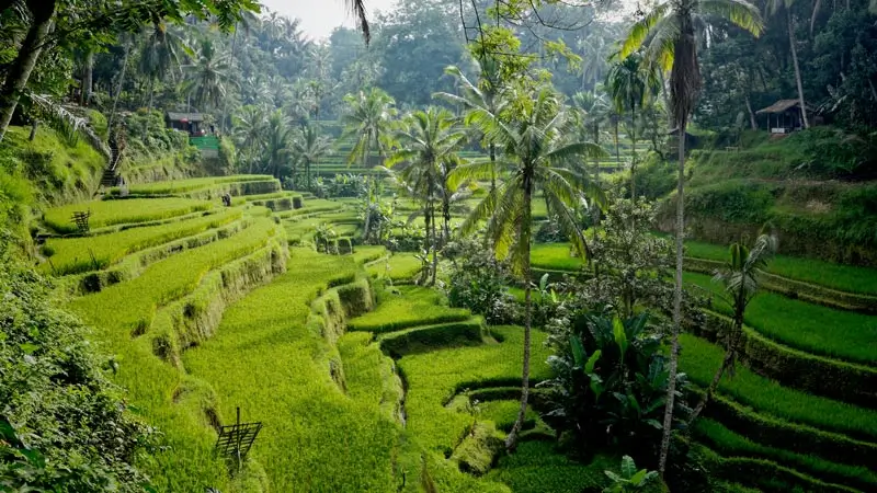 Tegalalang Ubud Rice Terraces