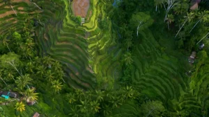 Aerial view of Bali’s iconic Tegalalang Rice Terraces in Ubud, a popular tourist spot.