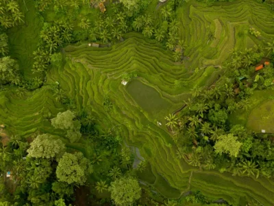 Aerial view of Tegalalang Rice Terraces in Ubud, Bali