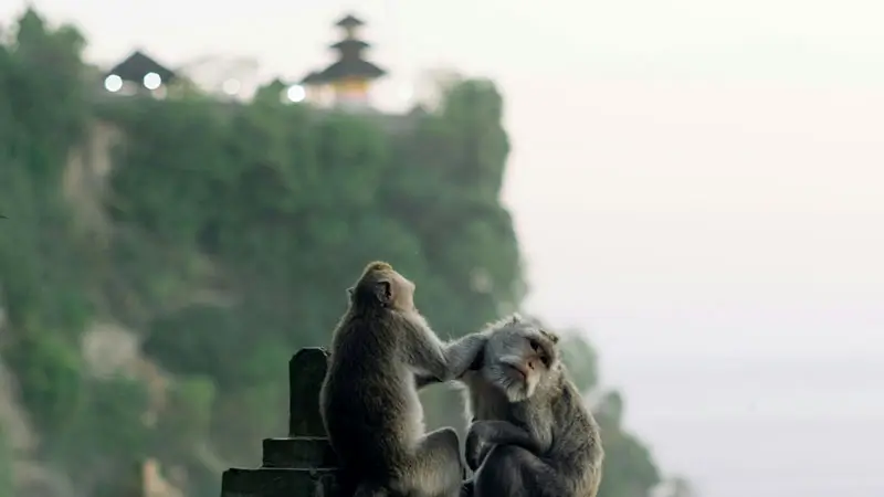 Monkeys near Uluwatu Temple with the cliffside temple view.